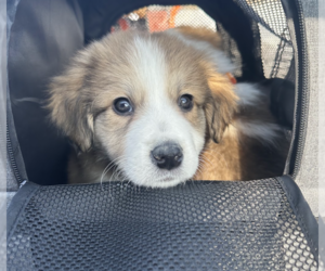 Great Pyrenees Mix Dog for Adoption in Brooklyn, New York USA