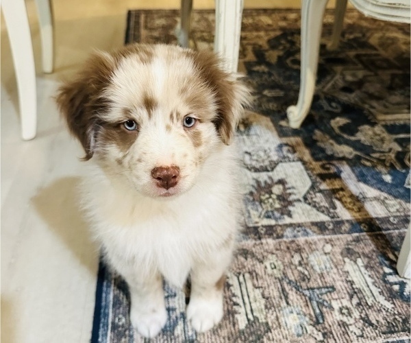 Medium Photo #1 Australian Shepherd Puppy For Sale in MARYSVILLE, IN, USA