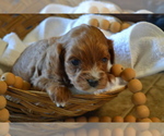 Small #1 Cavapoo (Miniature)