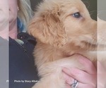 Small Photo #7 Golden Retriever Puppy For Sale in BATH, NY, USA