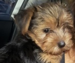 Small Yorkshire Terrier