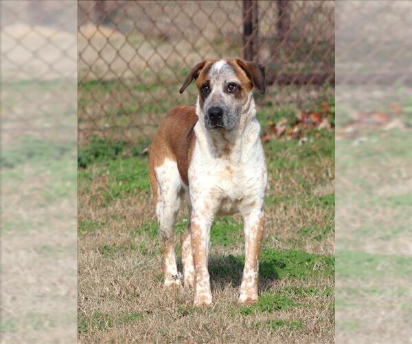Medium Photo #2 Labrador Retriever-Unknown Mix Puppy For Sale in Grovetown, GA, USA