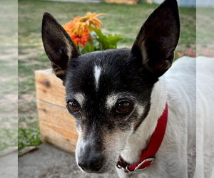 Sybil (OR) - Female Rat Terrier Dog for Adoption - Photo #3