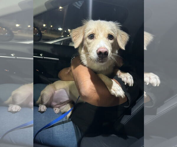 Medium Photo #2 Golden Retriever-Unknown Mix Puppy For Sale in NYC, NY, USA
