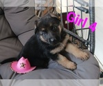 Puppy Lucy German Shepherd Dog