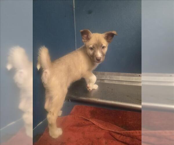 Medium Photo #1 Anatolian Shepherd Puppy For Sale in Conroe, TX, USA