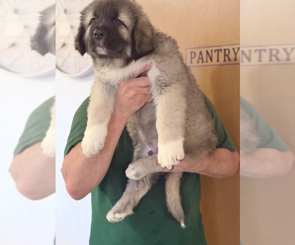 Medium Photo #4 Caucasian Shepherd Dog Puppy For Sale in AKELEY, MN, USA
