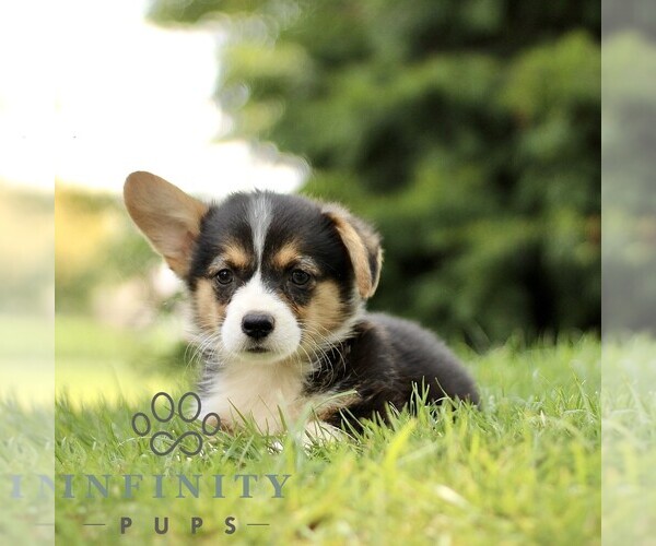 Medium Photo #3 Pembroke Welsh Corgi Puppy For Sale in ATGLEN, PA, USA