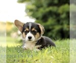 Small #2 Pembroke Welsh Corgi