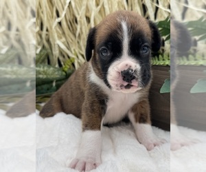 Boxer Puppy for sale in PAWNEE CITY, NE, USA