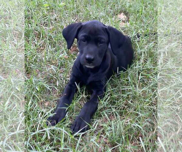 Medium Photo #2 Labrador Retriever-Unknown Mix Puppy For Sale in Alexander, AR, USA