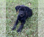 Small #1 Labrador Retriever Mix