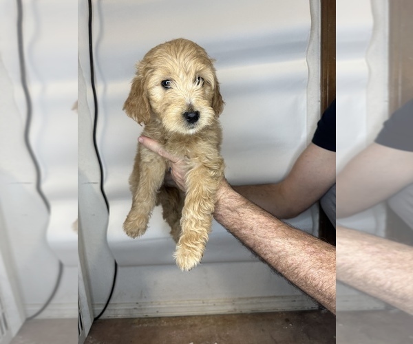 Medium Photo #4 Goldendoodle Puppy For Sale in BRKN ARW, OK, USA