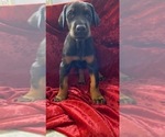 Small Photo #2 Doberman Pinscher Puppy For Sale in HUNTSBURG, OH, USA