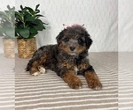 Small #1 Bernedoodle (Miniature)
