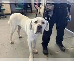 Small Great Pyrenees Mix