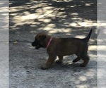 Small Photo #3 Belgian Malinois Puppy For Sale in BURNINGTOWN, NC, USA