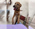 Small #11 Mutt