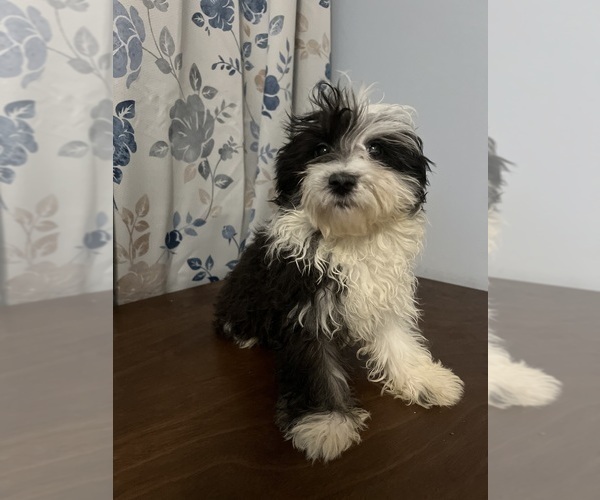 Medium Photo #34 Havanese Puppy For Sale in DURHAM, CT, USA