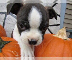Boston Terrier Puppy for sale in BATTLE CREEK, MI, USA
