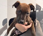 Small #1 American Bulldog Mix