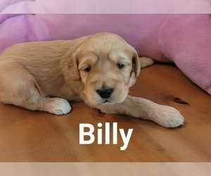 Goldendoodle (Miniature) Puppy for Sale in HOLLY SPRINGS, Georgia USA