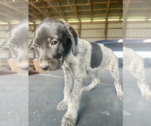 German Shorthaired Pointer Puppy for sale in WARSAW, NC, USA