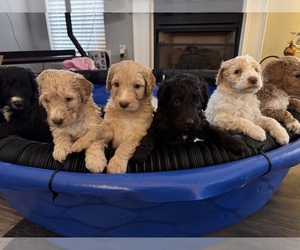 Double Doodle Puppy for Sale in GROVETOWN, Georgia USA