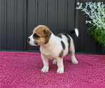 Small Photo #28 Augi Puppy For Sale in MEADOWS OF DAN, VA, USA