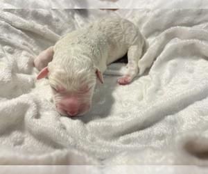 Labradoodle Puppy for sale in PEMBROKE, GA, USA