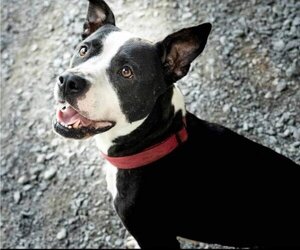 Lady P - Female Labrador Retriever-Unknown Mix Dog for Adoption - Photo #10