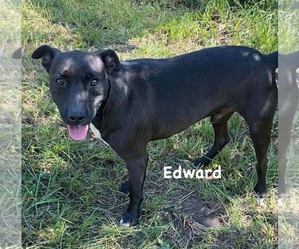 Medium Photo #3 Mutt Puppy For Sale in Ridgefield, CT, USA