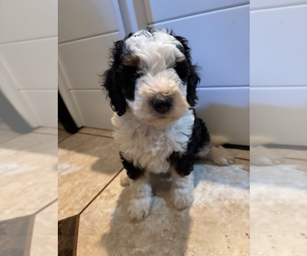 Medium Photo #12 Bernedoodle (Miniature) (+ Poodle Miniature) Puppy For Sale in TRAVELERS REST, SC, USA