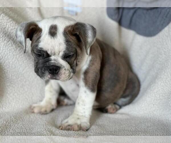 Medium Photo #3 English Bulldog Puppy For Sale in BOSTON, MA, USA