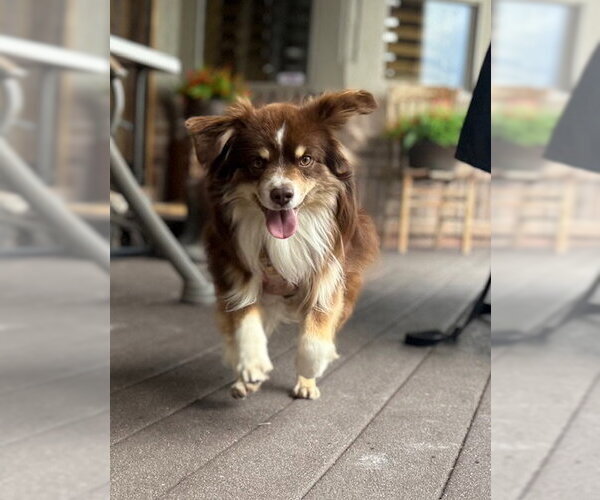 Medium Photo #3 Australian Shepherd Puppy For Sale in MIDWAY, UT, USA