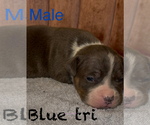 Puppy Puppy 1 American Bully