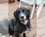 Small #3 Border Collie Mix