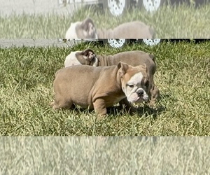 English Bulldog Puppy for sale in LEHIGH ACRES, FL, USA