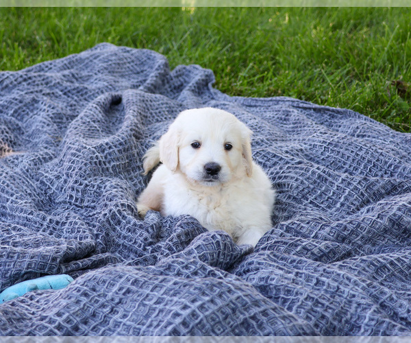 Medium Photo #5 English Cream Golden Retriever Puppy For Sale in SYRACUSE, IN, USA