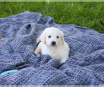 Small #4 English Cream Golden Retriever