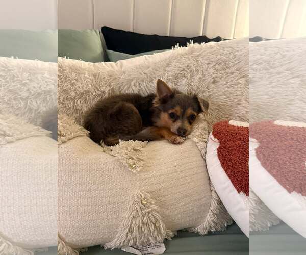 Medium Photo #4 Chihuahua-Unknown Mix Puppy For Sale in Greenville, SC, USA