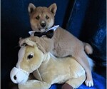 Small Photo #2 Shiba Inu Puppy For Sale in NORWOOD, MO, USA