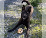 Small #5 Mutt