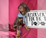 Small #2 Doberman Pinscher