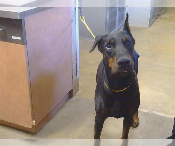 Medium Photo #1 Doberman Pinscher Puppy For Sale in Sacramento, CA, USA