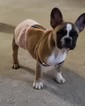 Small Photo #23 French Bulldog Puppy For Sale in ADRIAN, MI, USA
