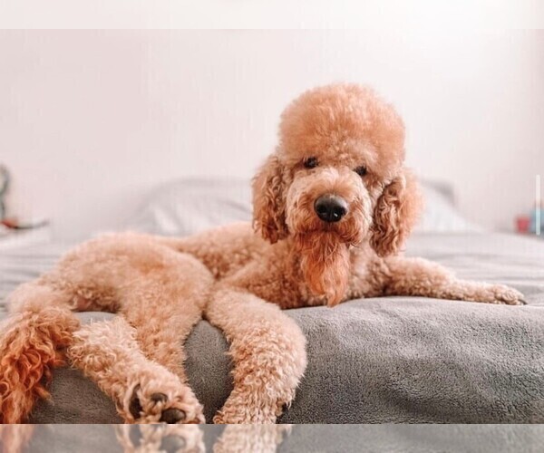 Medium Photo #1 Goldendoodle Puppy For Sale in FONTANA, CA, USA