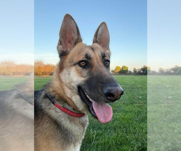 Medium Photo #1 German Shepherd Dog Puppy For Sale in Santa Barbara, CA, USA