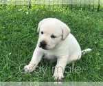 Small Photo #8 Labrador Retriever Puppy For Sale in FARMINGTON, MO, USA