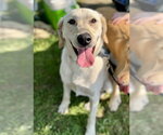 Small Labrador Retriever Mix